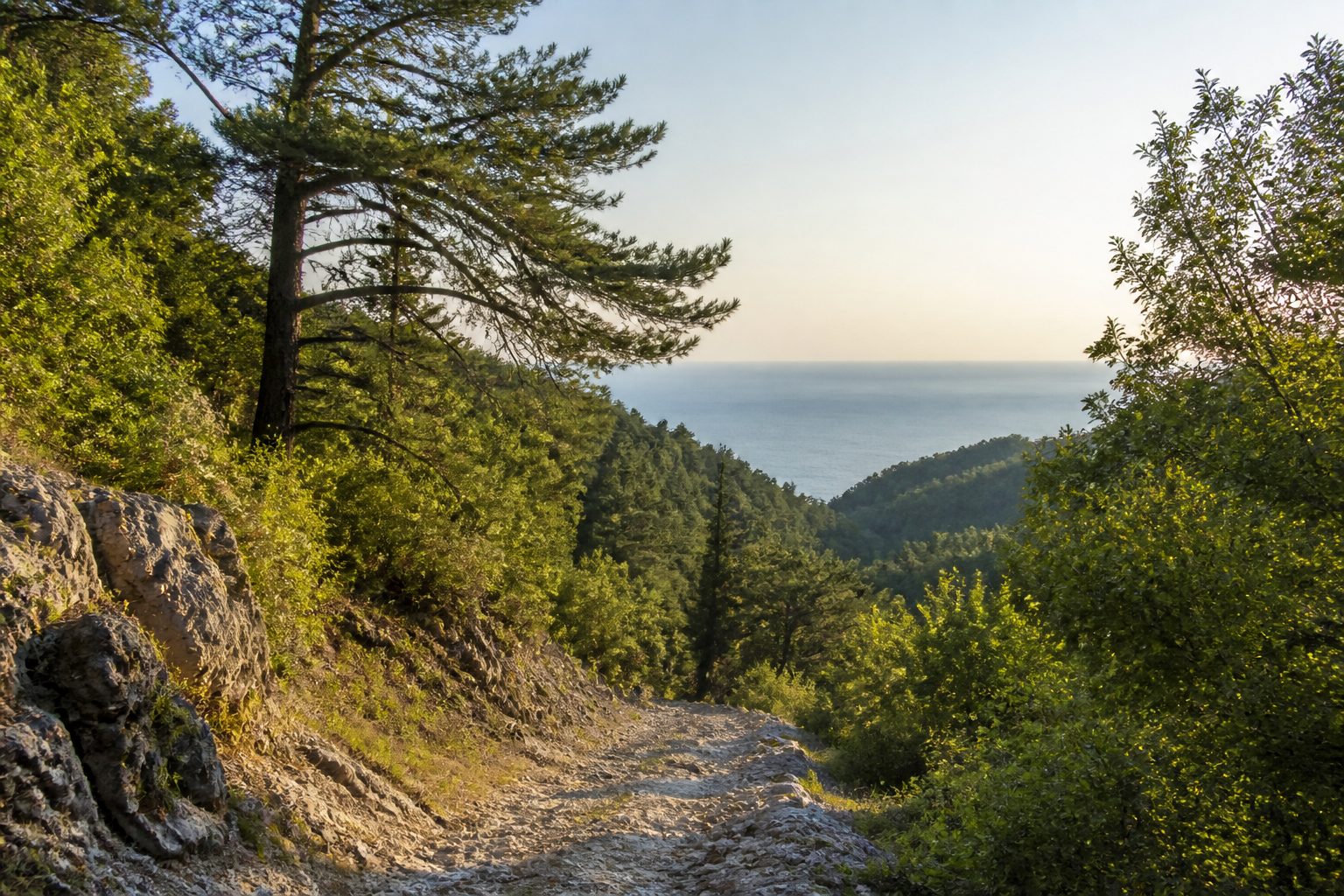 A sunlit walking trail through green trees overlooking the sea